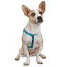 Good2Go Arnés Confort Ajuste Americano Color Turquesa para Perro, Chico Good2Go Arnés Confort Ajuste Americano Color Turquesa para Perro, Chico