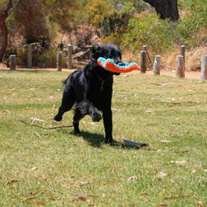 Chuckit! Frisbee para Juego en Interior Diseño Ardilla Voladora para Perro, Unitalla