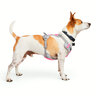 EveryYay Arnés Ajuste Romano Diseño Reflectante Color Rosa para Perros, Mediano EveryYay Arnés Ajuste Romano Diseño Reflectante Color Rosa para Perros, Mediano