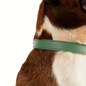 Youly Collar Liso Color Verde/Crema con Hebilla para Perro, Mediano