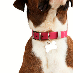 Youly Collar Liso Lavable Color Rojo con Hebilla para Perro, Mediano