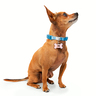 Youly Collar Plano Ajustable Color Azul Diseño a Rayas para Perro, XX-Chico/ X-Chico