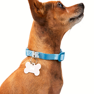 Youly Collar Plano Ajustable Color Azul Diseño a Rayas para Perro, X-Chico/ Chico