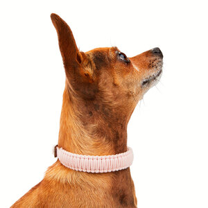 Youly Collar de Cuerda Trenzada Color Rosa con Hebilla para Perro, XX-Chico/X-Chico