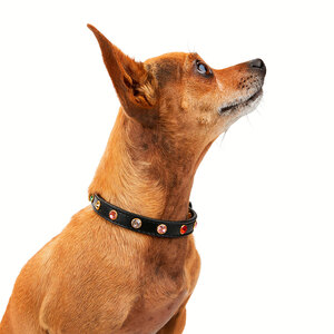 Youly Collar Color Negro Diseño Gemas Incrustadas para Perro, XX-Chico/X-Chico