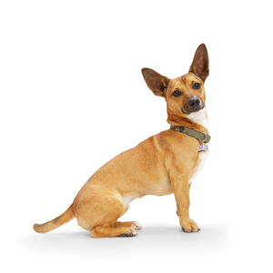 Reddy Collar Ajustable Diseño Camuflaje Color Verde con Broche Metálico para Perro, Mediano