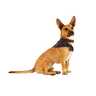 Reddy Bandana Reflectiva Modelo Stripes Color Negro Liso, X-Chico/Chico Reddy Bandana Reflectiva Modelo Stripes Color Negro Liso, X-Chico/Chico