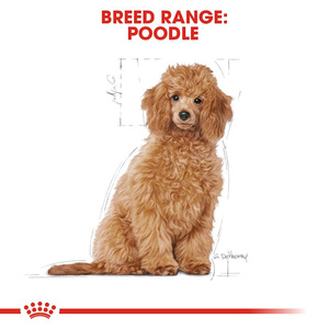 Royal Canin Alimento Seco para Perro Poodle Cachorro, 3 kg