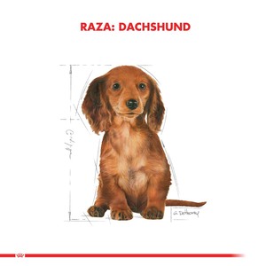 Royal Canin Alimento Seco para Perro Dachshund Cachorro, 2.5 kg