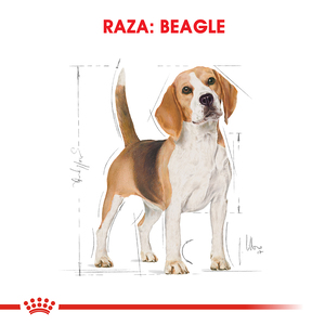 Royal Canin Alimento Seco para Perro Beagle Adulto, 3 kg