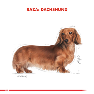 Royal Canin Alimento Seco para Perro Adulto Raza Dachshund, 7.5 kg