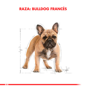 Royal Canin Alimento Seco para Perro Bulldog Frances Adult, 7.5 kg