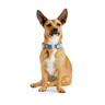 Youly Collar Ajustable Diseño Líneas Azul/ Naranja con Broche para Perro, Mediano Youly Collar Ajustable Diseño Líneas Azul/ Naranja con Broche para Perro, Mediano